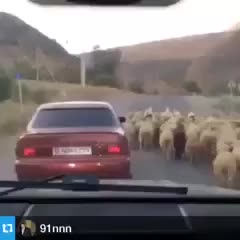 Video: si ruba una pecora al volo con la macchina