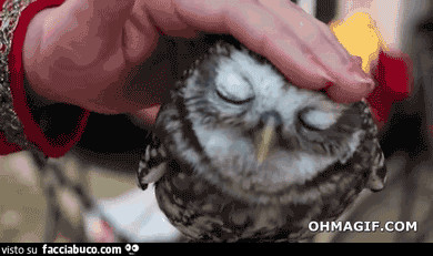 gif animata