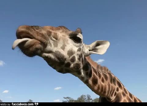 gif animata