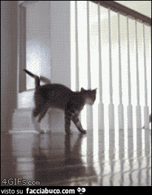 gif animata