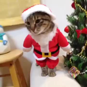 Gif Animata