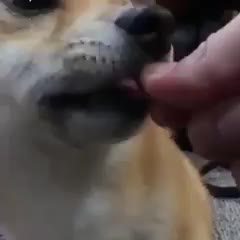 gif animata