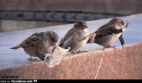 Gif Animata