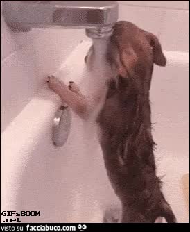 gif animata