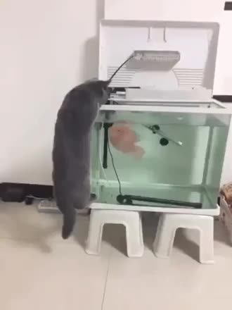 gif animata