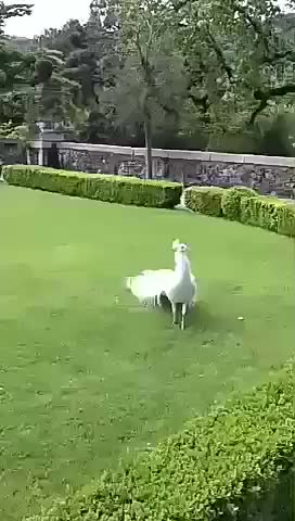 gif animata
