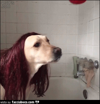 gif animata