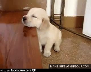 gif animata