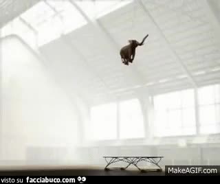 gif animata