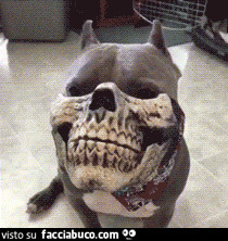 gif animata