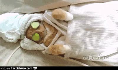 gif animata