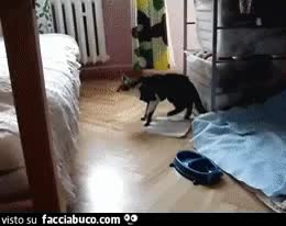 gif animata