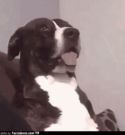 gif animata