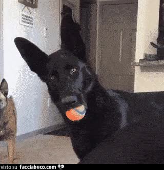 gif animata