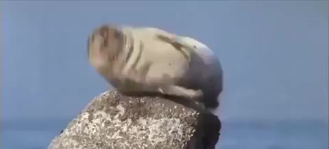 gif animata